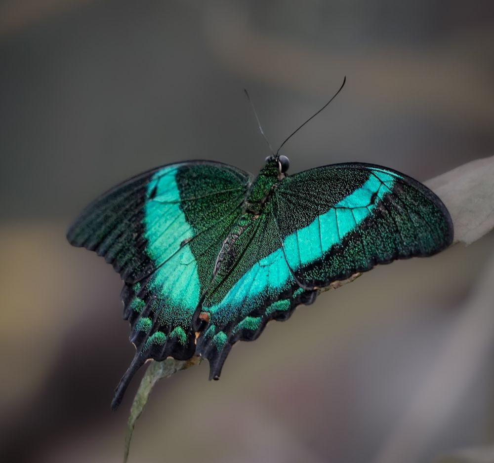 Photograph by Milla Walmus