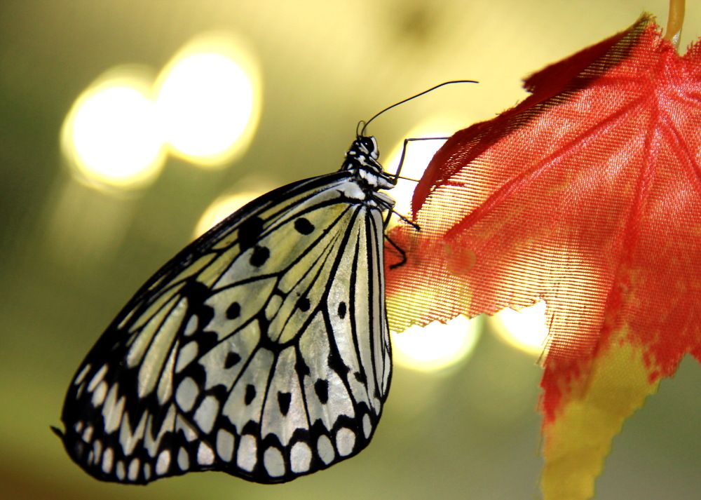 Photograph by Лада Денисова