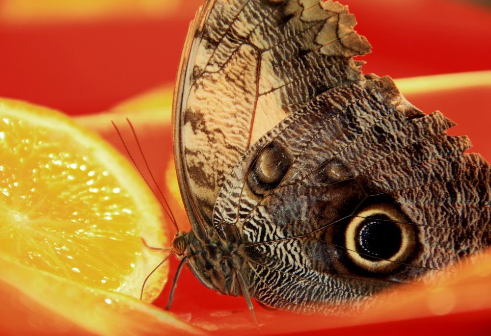 Photograph by Лада Денисова