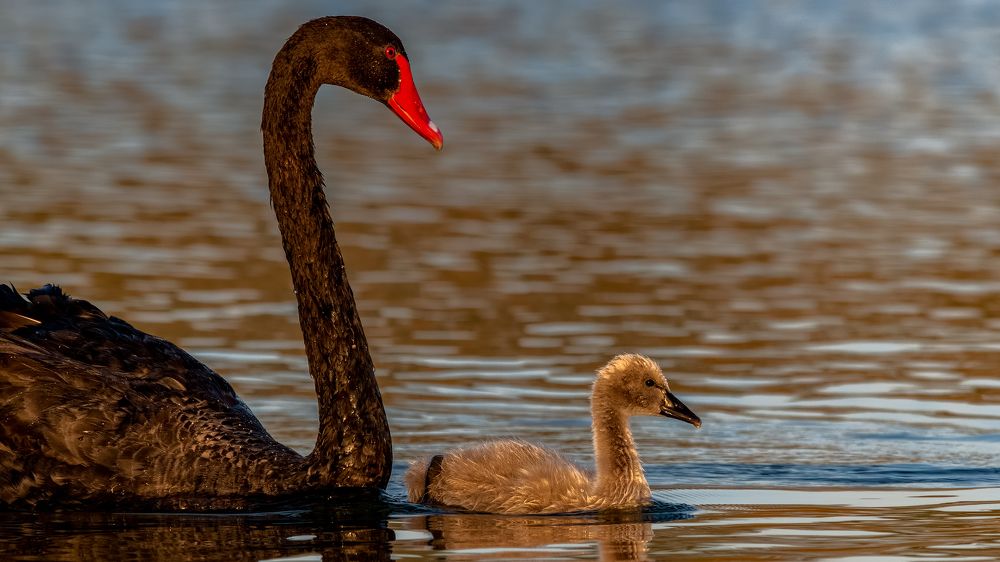 Фотография автора Kirtesh Mahant