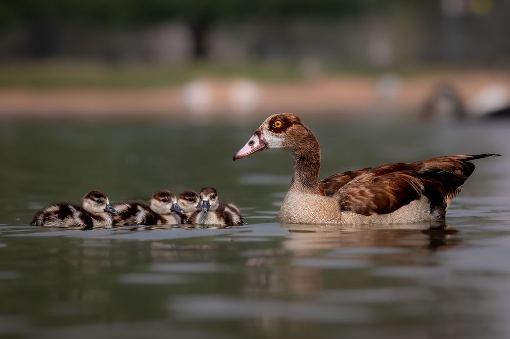 Фотография автора Kirtesh Mahant