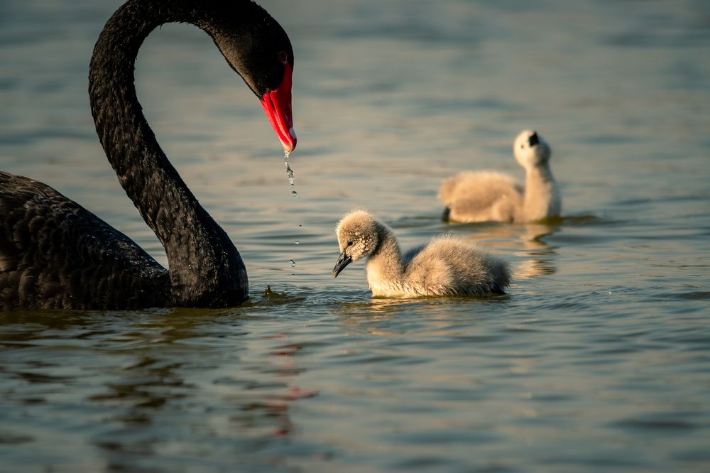 Фотография автора Kirtesh Mahant