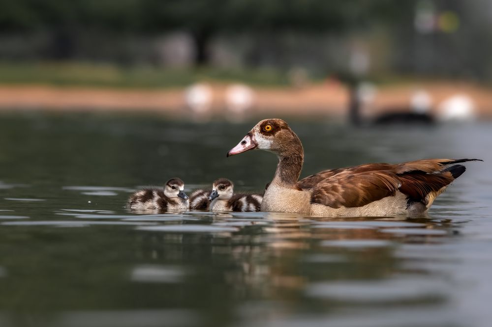 Фотография автора Kirtesh Mahant