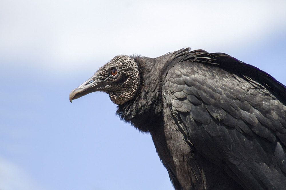 Vulture in black