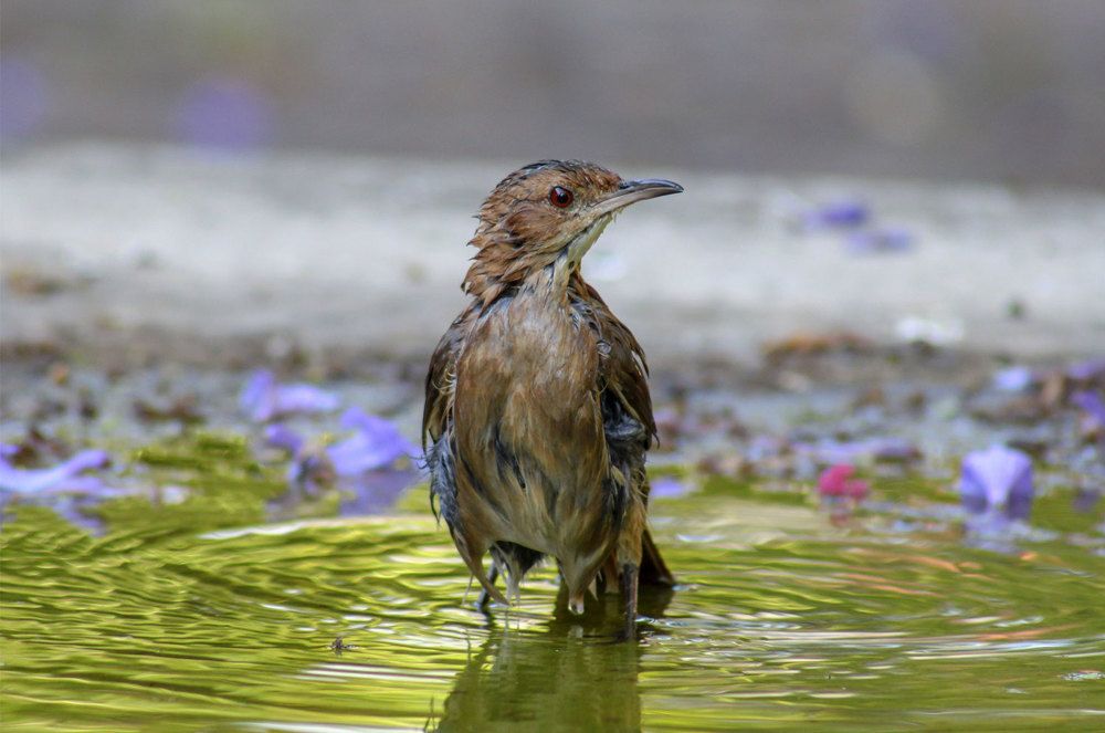 Flower bath