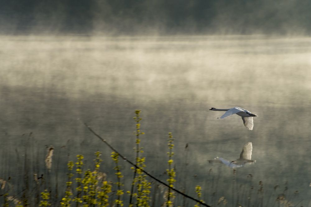 Photograph by Елена Кошелева