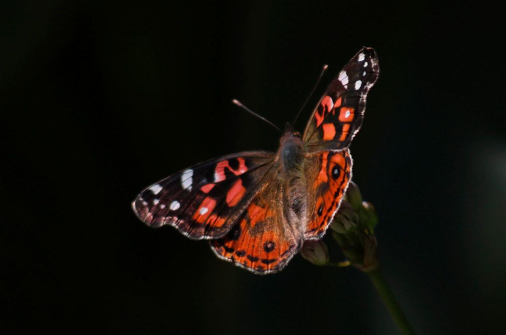 Photograph by Mario Rovina