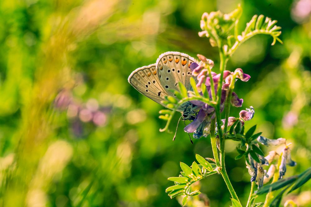 Photograph by Евгений Николаенков