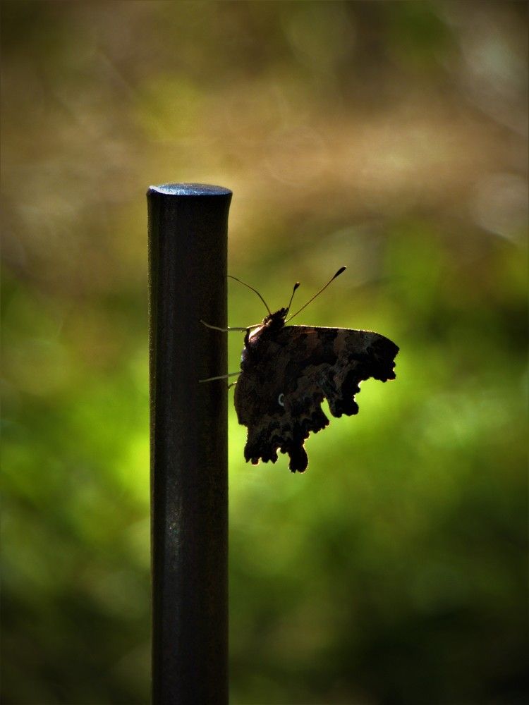 Photograph by Guzele Ivanova