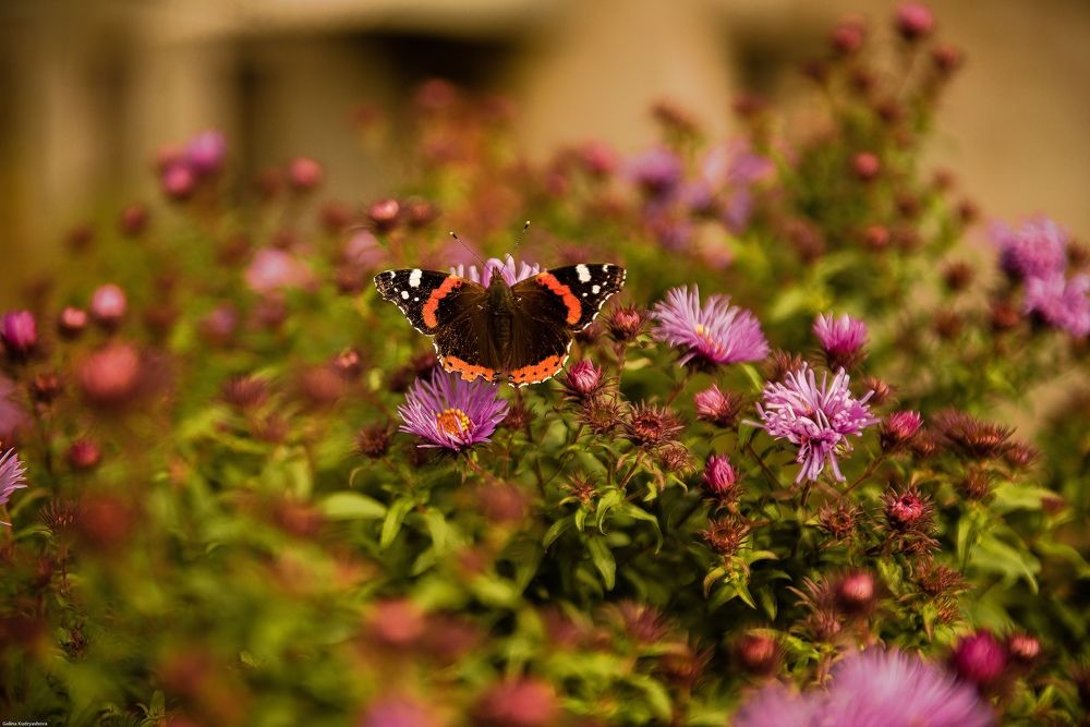 Photograph by Евгений Николаенков