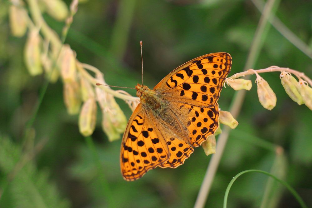 Photograph by Геннадий Натье (Игнатьев)