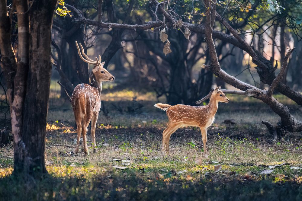 Photograph by Эрнест Вахеди