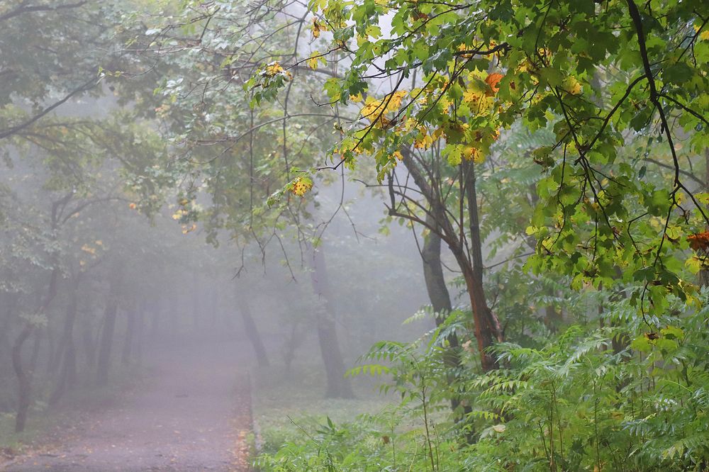 Photograph by Алла Шевченко