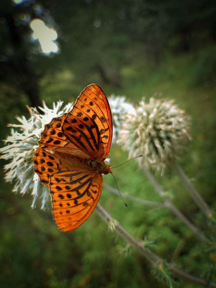 Photograph by Федоренко Элеонора