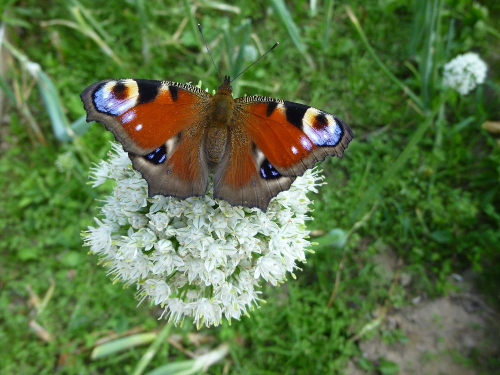 Photograph by Galina Leskova