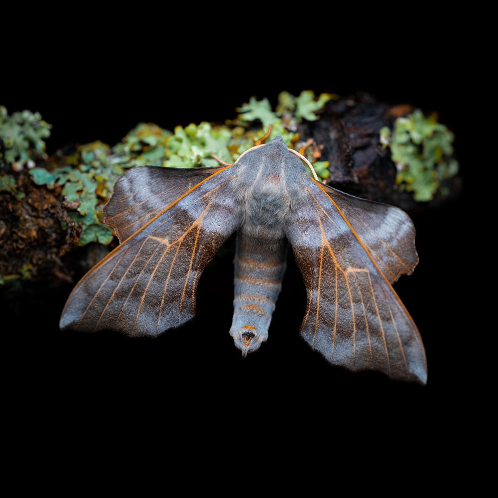 Photograph by Anton Orlenko