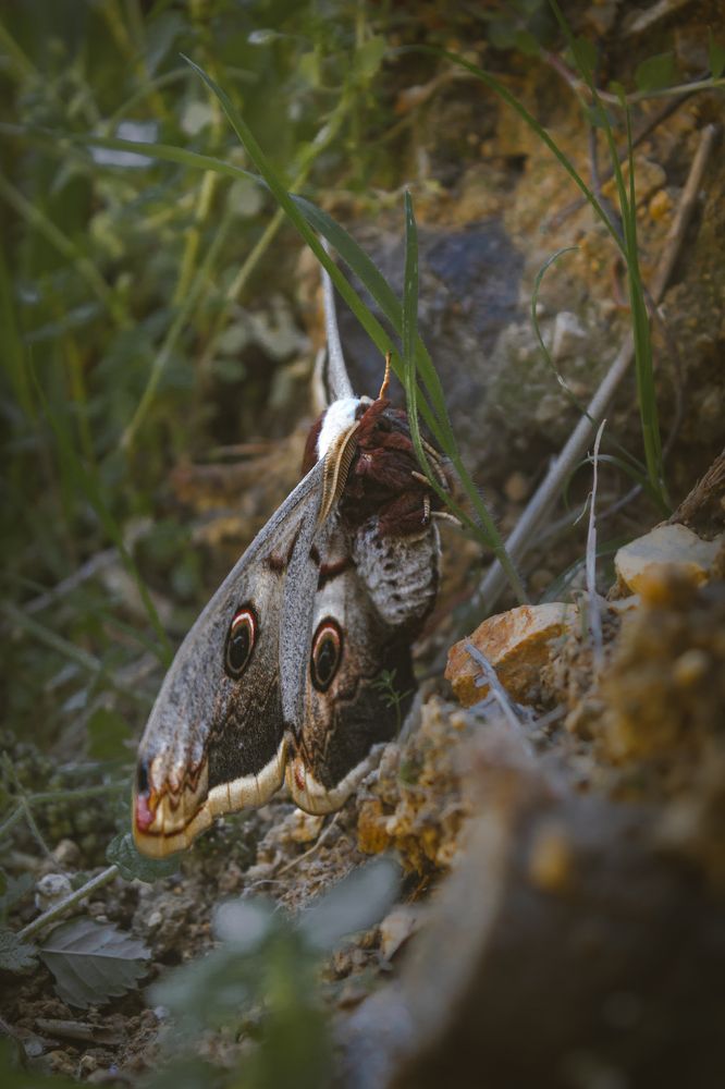 Photograph by Ahmad Alhaj Ebraheem