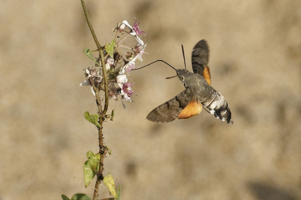 Photograph by Сергей Аллагулов