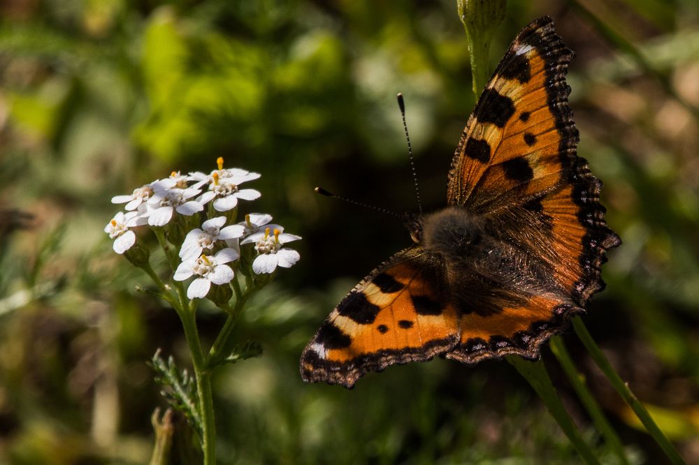 Photograph by Мария Тёмкина