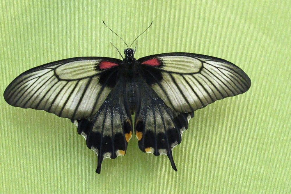 Photograph by Ольга Березовская