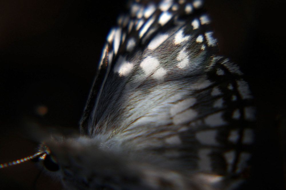 Photograph by Mario Rovina