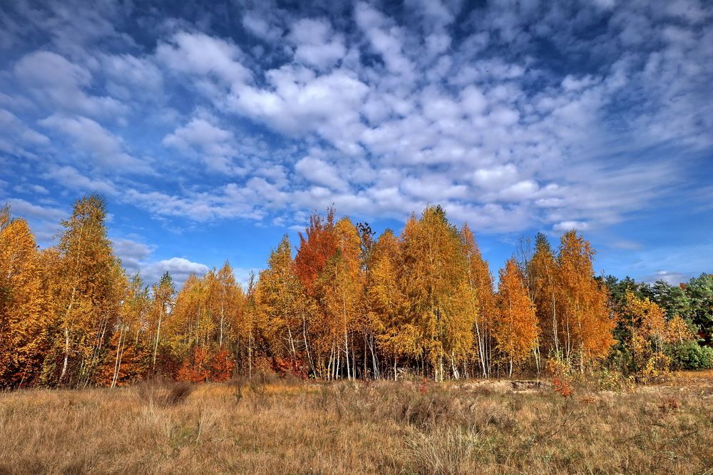 Осень в берёзовой роще.