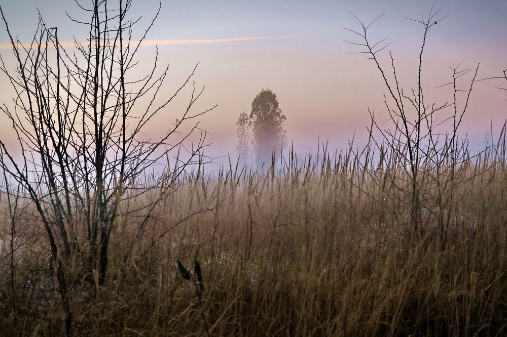 Ёжик в тумане.