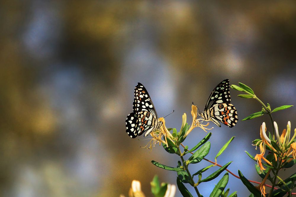 Photograph by 