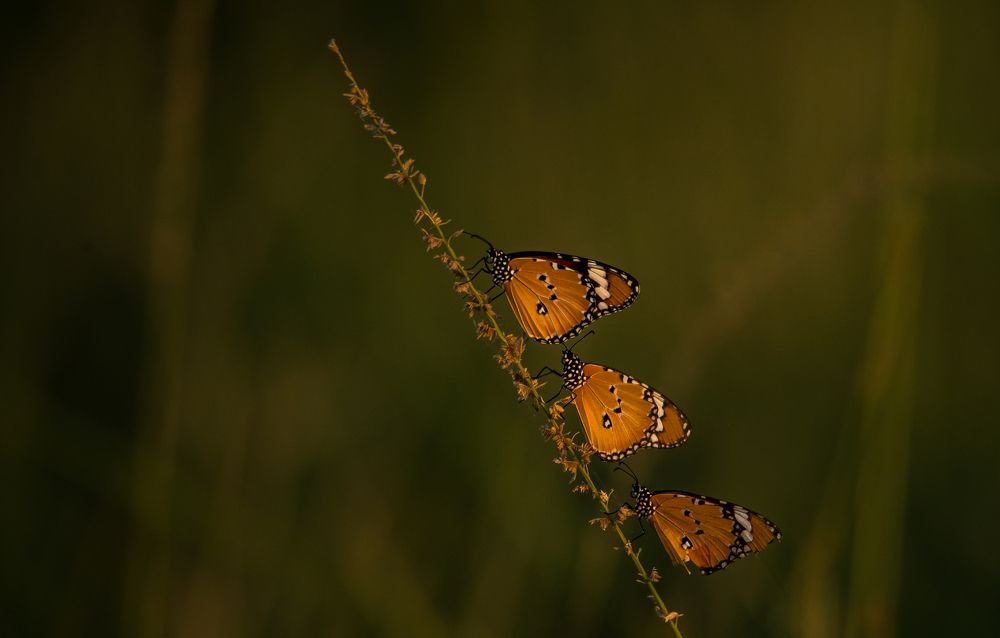 Photograph by Manoj Nair
