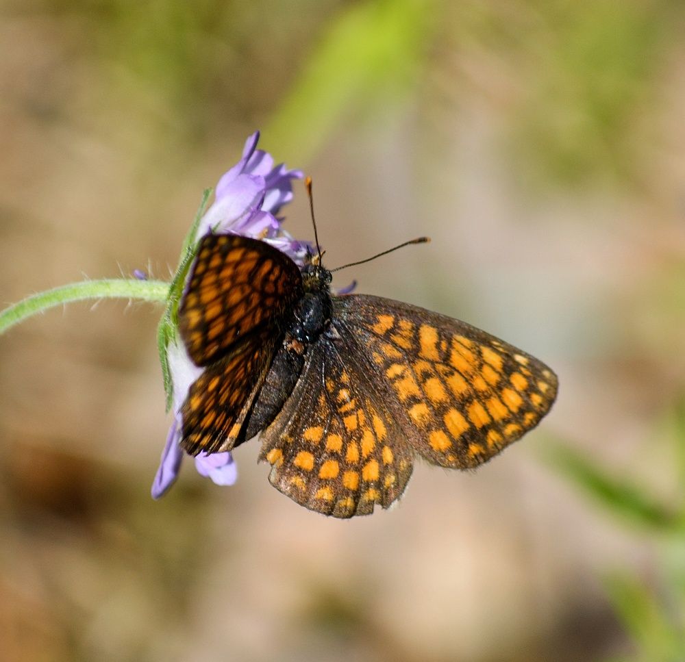 Photograph by Сергей Симаков