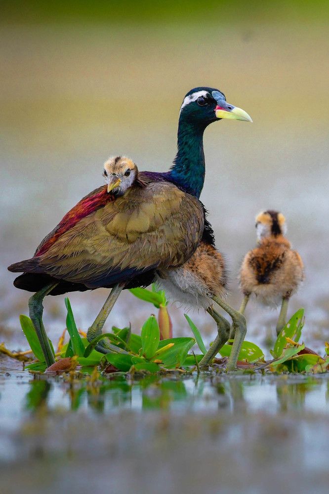 Photograph by Mitali Deb