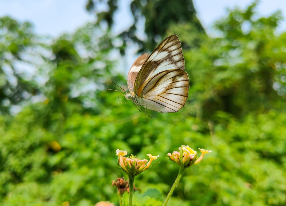 Фотография автора ANKIT GHOSH