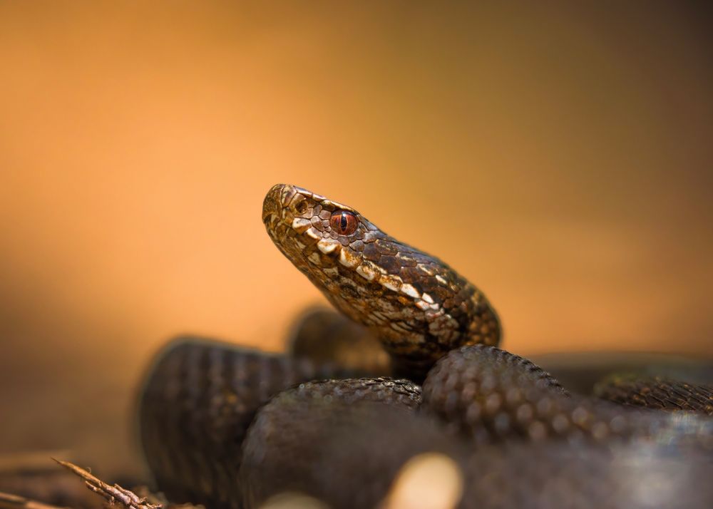 Фотография автора Sebastian Popa