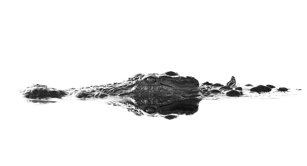 Photograph by Henri Burger