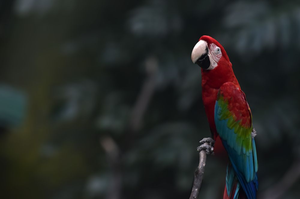 Фотография автора Rajitha Fernando