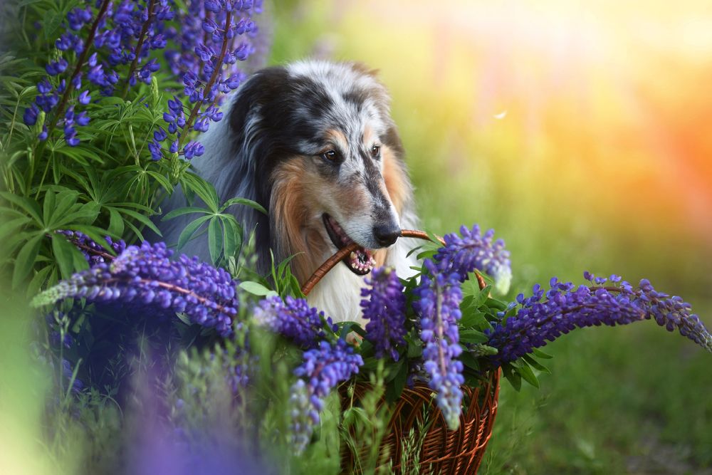 Фотография автора Елена Ушакова