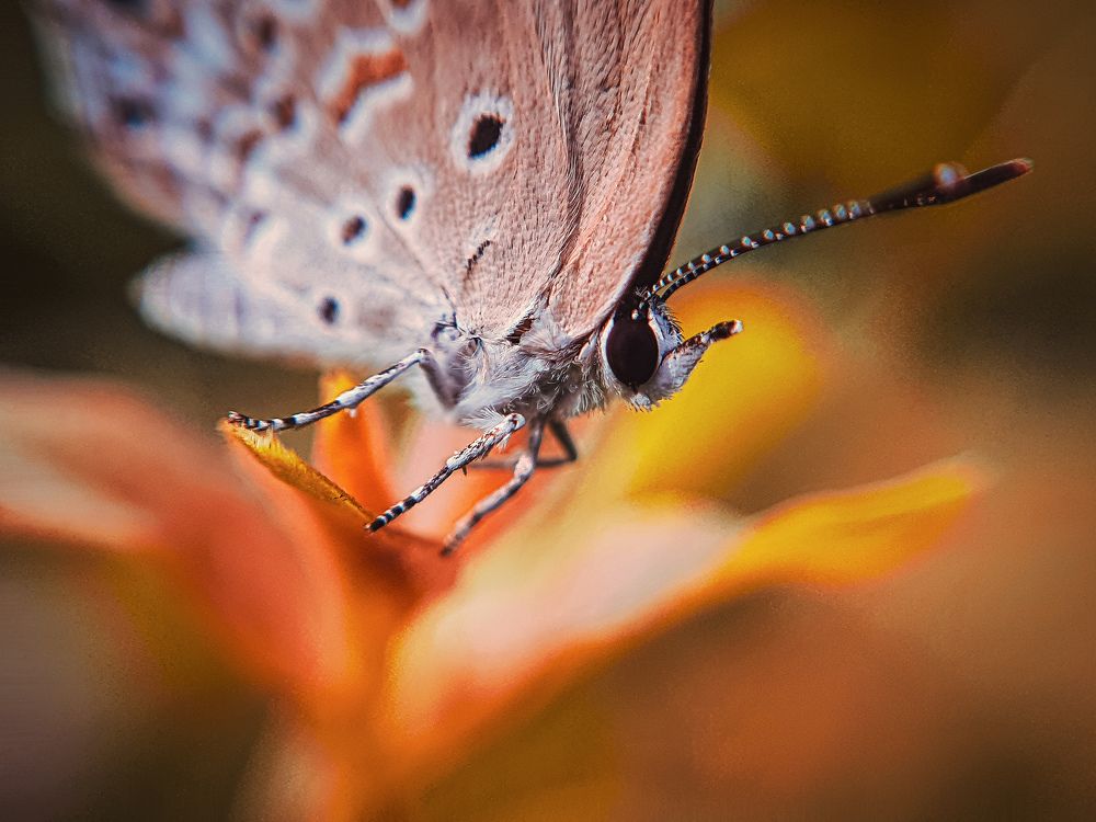 Photograph by SOUVIK PAL