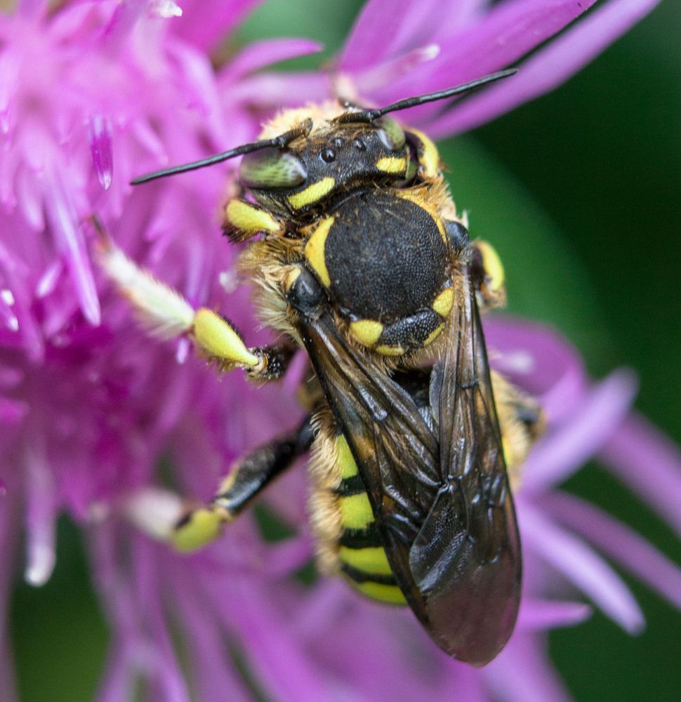 Photograph by Нина Минченко