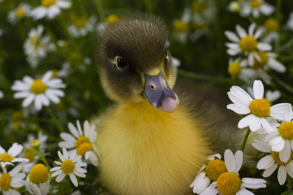 Photograph by Дарья Ващенко-Панкина