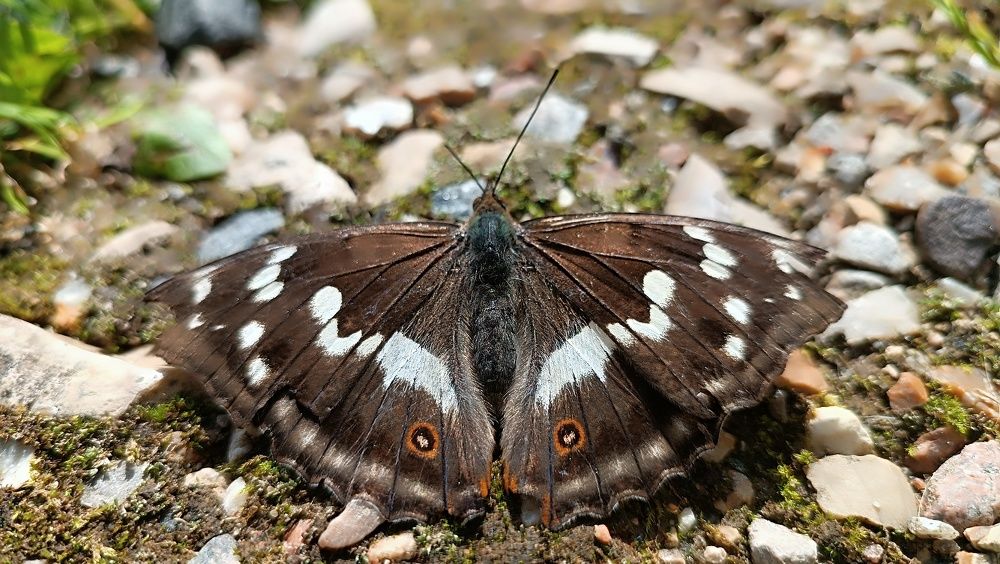 Photograph by Надежда