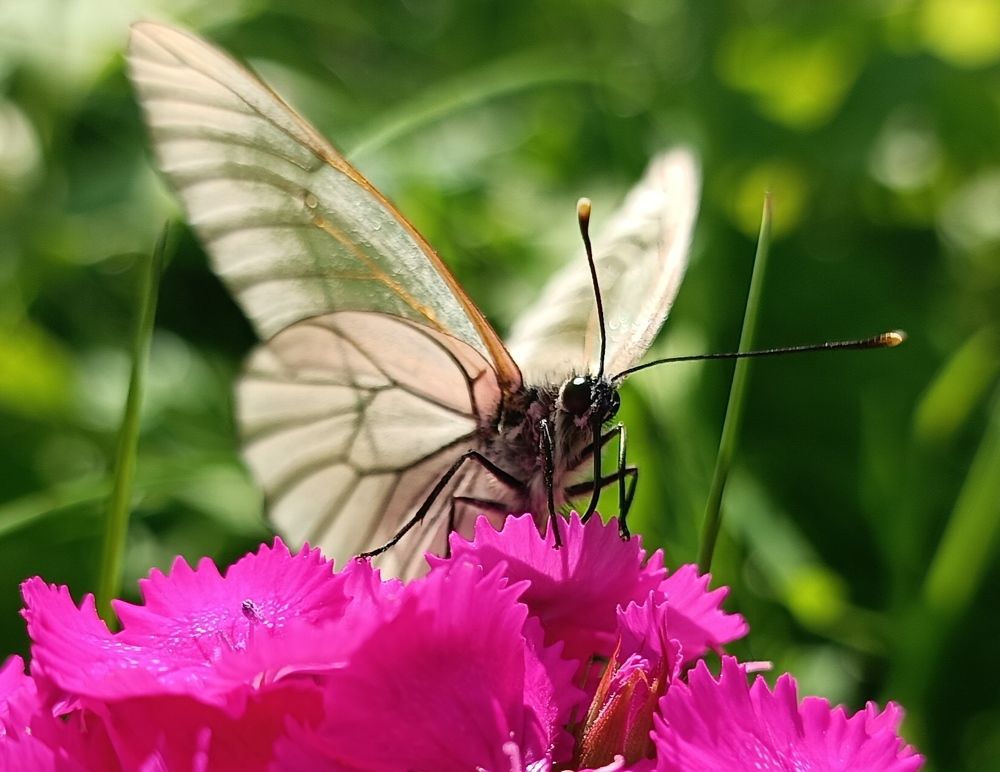 Photograph by Надежда