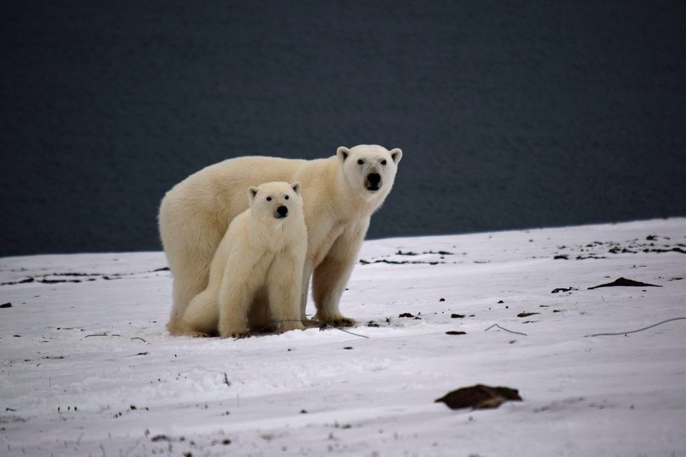 Photograph by Алексей Логинов