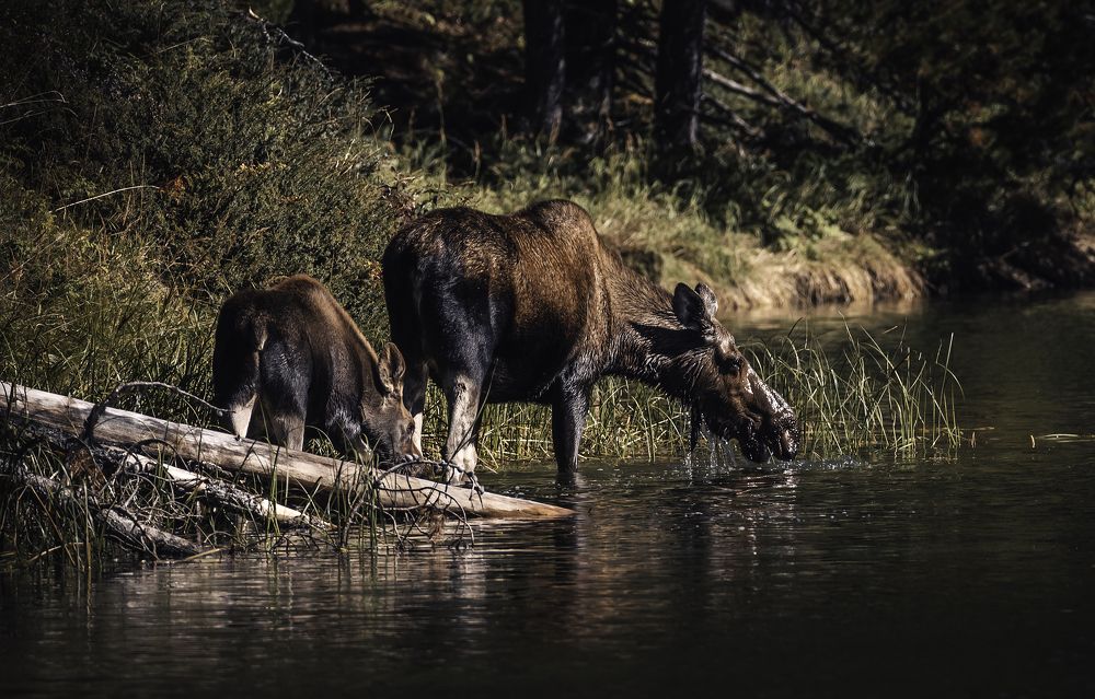 Photograph by Lukas Trixl