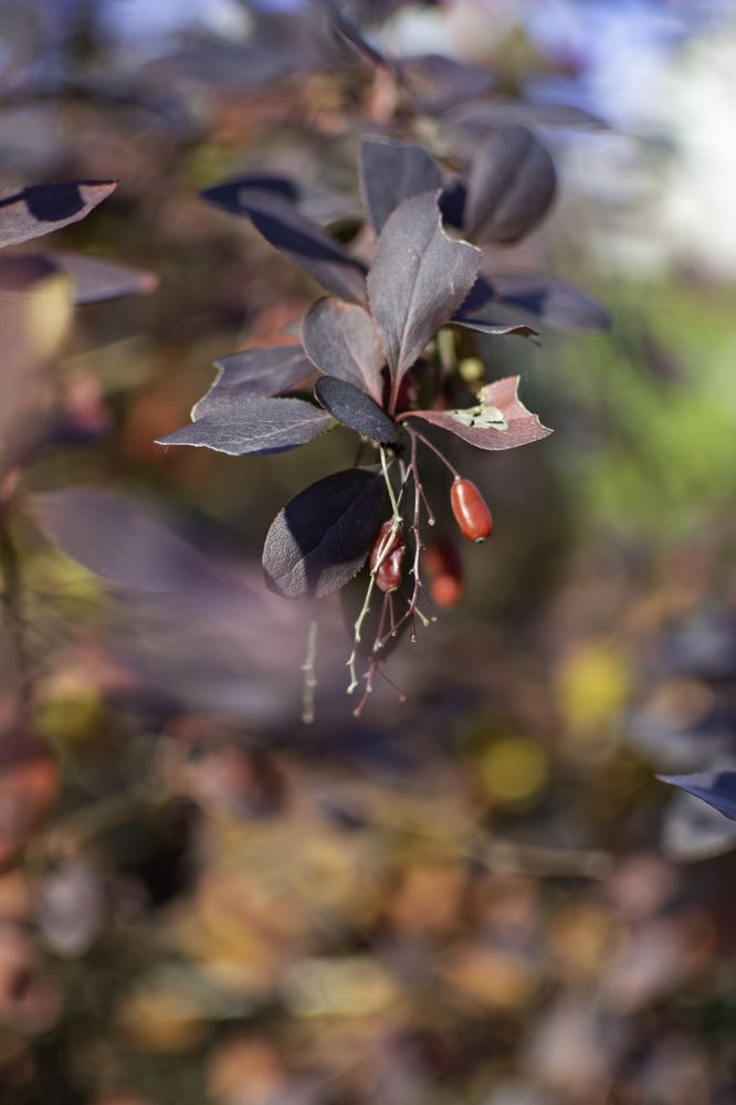 Photograph by Tatyana Ogarkova