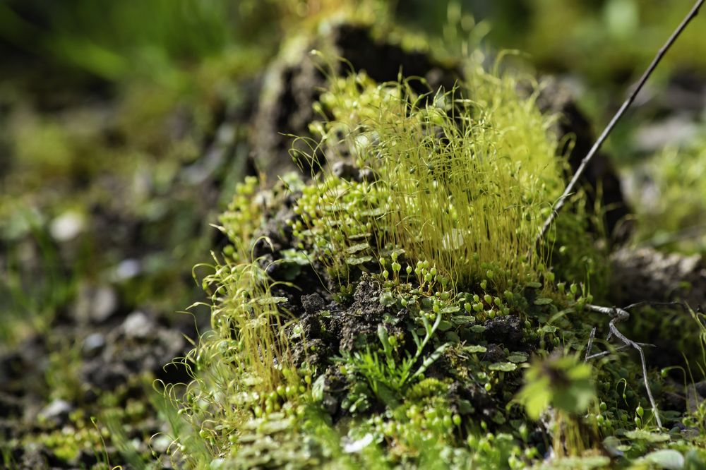 Photograph by Tatyana Ogarkova