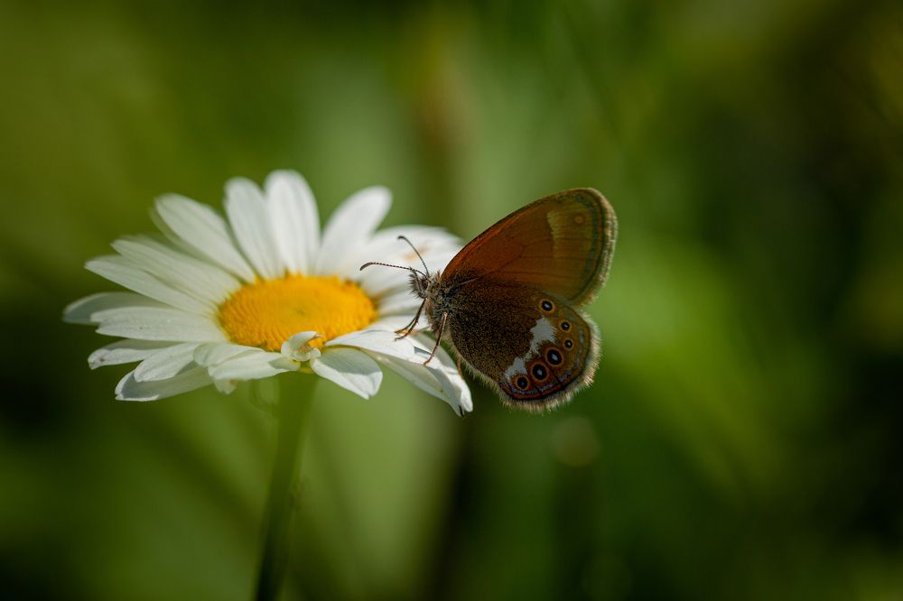 Photograph by Денис Дорошенко
