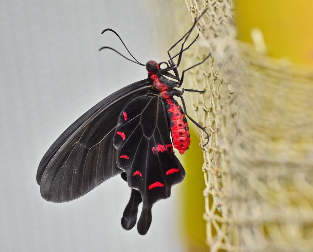 Фотография автора лилия беланова