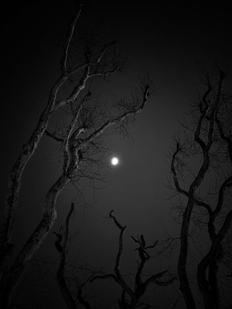 Луна в платанах