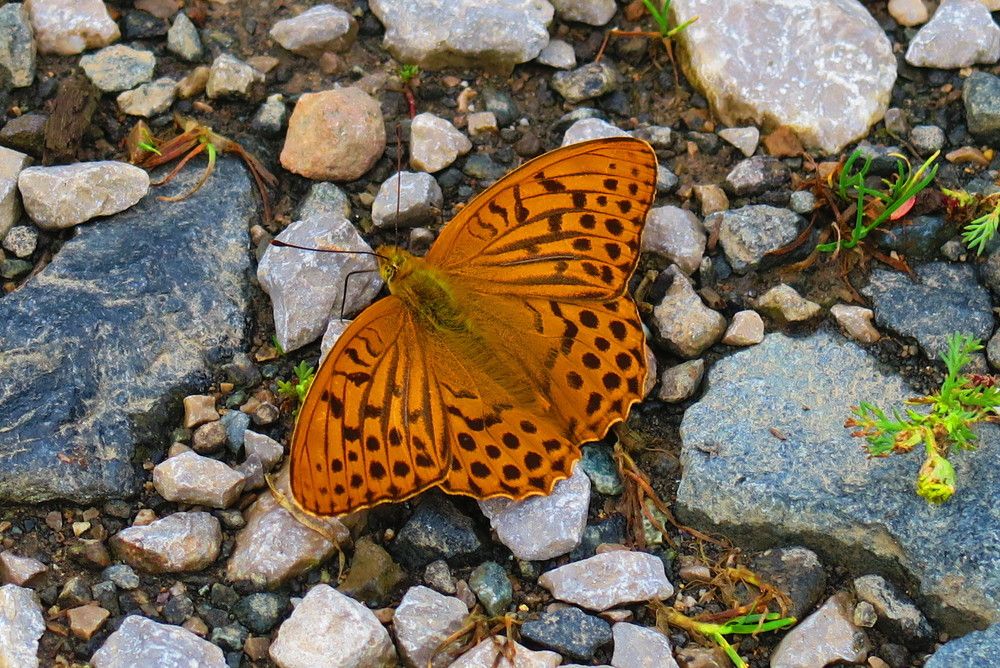 Photograph by Орл Про