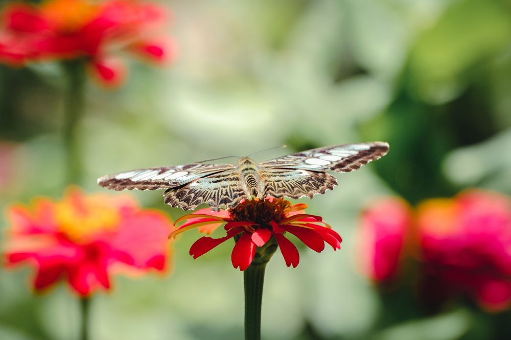 Photograph by Ngọc Phú Nguyễn